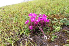 Pedicularis siphonantha